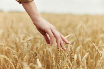 hand the farmer concerned the ripening of wheat ears in early summer endless field