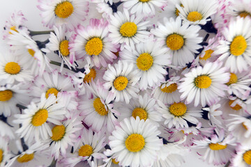 The field daisy   daisy   bellis perennis © Antonio Nardelli