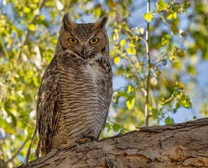 The Wise Old Owl - Mr Wizard - Great Horned Owls - at sunset in a tree.