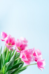 Beautiful pink white tulips on blue background, vertical, copy space, side view