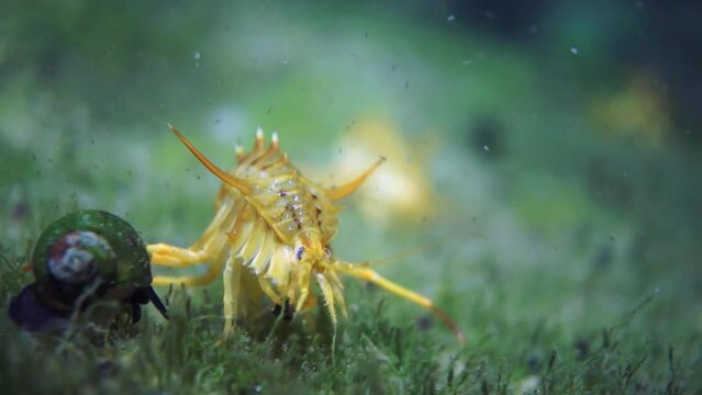Unique endemic crustacean crayfish Acanthogammarus deep underwater in animal world of peculiar wild nature of Lake Baikal in Siberia Russia.