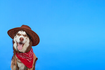 Cute smiling Siberian Husky dog in cowboy hat, isolated on blue background. Dog in cowboy clothes smiling and looking at the camera. A ranch dog.