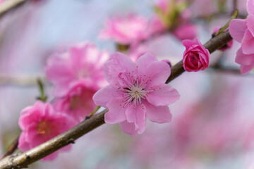 柔らかい色が可愛い桃の花
