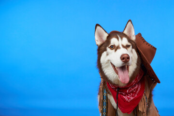 A happy Siberian Husky dog in a cowboy hat is winking his eye and smiling on a colored blue...