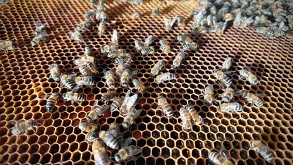 European honey bees on honeycomb frames. Close up photo