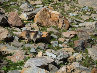 Marmot basking on stones on a sunny day