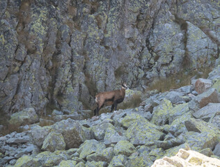 Fototapeta na wymiar ibex look at the photographer standing at the edge of the cliff 