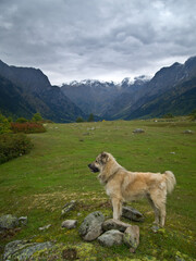 The dog rests against the backdrop of mountains and a cloudy sky