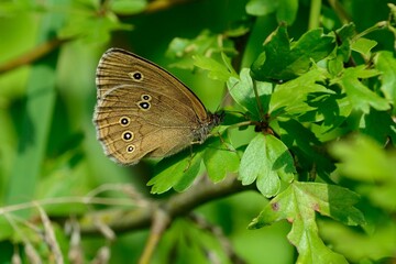 Schmetterlinge: Der Braune Waldvogel (Aphantopus hyperantus), Ringlet.