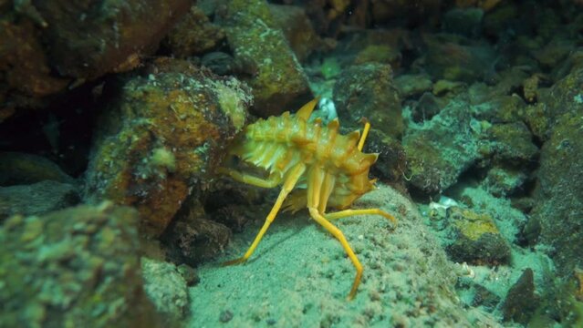 Unique endemic crustacean crayfish Acanthogammarus deep underwater in animal world of peculiar wild nature of Lake Baikal in Siberia Russia.