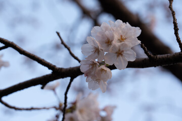 姪浜中央公園の桜