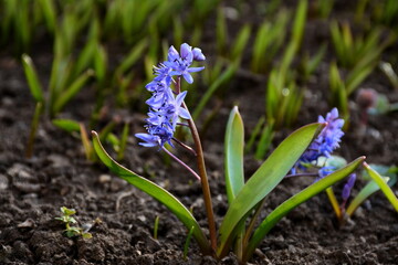 Blooming perennial herbaceous plant Scilla bifolia