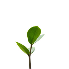 Fototapeta na wymiar Little green plants on white background.