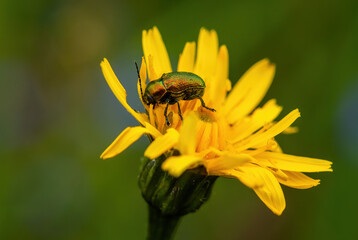 Green beetle - Cryptocephalus sericeus, beautiful green beetle from European meadows and grasslands, Czech Republic.