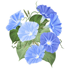 Morning glory (Ipomoea) flowers, vector illustration on white background.