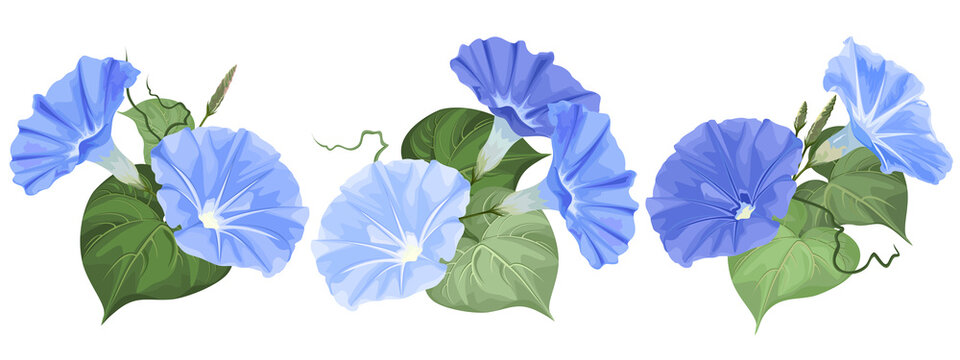 Set of morning glory (Ipomoea) flowers, hand drawn vector illustrations, isolated on white.
