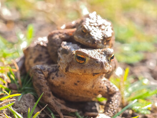 Mating couple of European common toads - frog woman carries man on her back