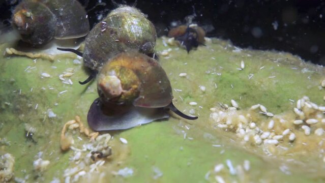 Unique endemic crustacean crayfish Acanthogammarus deep underwater in animal world of peculiar wild nature of Lake Baikal in Siberia Russia.