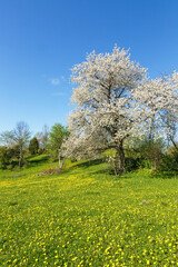 Spring landscapes with dandelions and flowering fruit trees