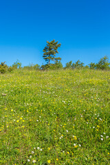 Blossoming summer meadow with a lonely tree