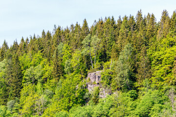 Forest with a rock in the summer