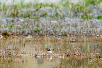 Little ringed plover with water reflections in the water