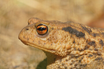 Closeup on a female European common toad , Bufo bufo, in the garden