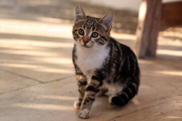 Fototapeta premium cute gray kitten close-up sitting on the path outdoor