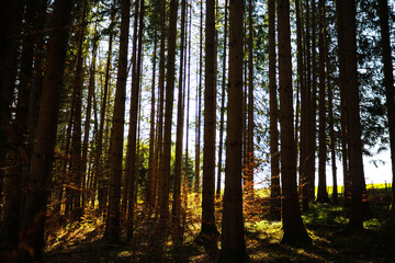 Fototapeta premium Hiking trail in Eberfing, tours through Bavaria, tourism between Weilheim and Penzberg