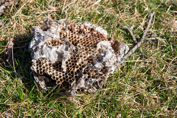 Empty fallen  hornet's nest with visible cells and paper exterior