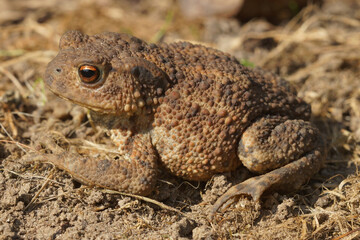 Closeup on a female European common toad , Bufo bufo, in the garden
