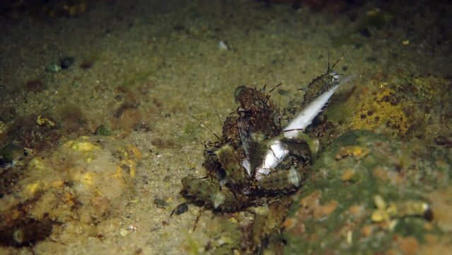 Unique endemic crustacean crayfish Acanthogammarus deep underwater in animal world of peculiar wild nature of Lake Baikal in Siberia Russia.