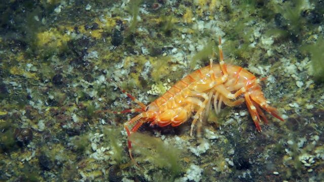 Unique endemic crustacean crayfish Acanthogammarus deep underwater in animal world of peculiar wild nature of Lake Baikal in Siberia Russia.