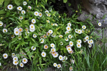 common daisy (Bellis perennis) plant white flower © Silvia Crisman