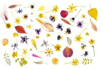 dried and pressed flower petals and leaves Isolated on white background