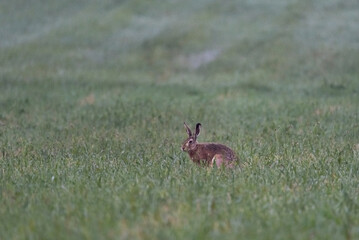 Hares on a green meadow. The symbol of the upcoming Easter holidays. Wild animals in nature, spring landscape.