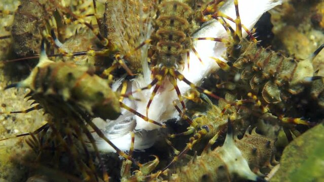 Unique endemic crustacean crayfish Acanthogammarus deep underwater in animal world of peculiar wild nature of Lake Baikal in Siberia Russia.
