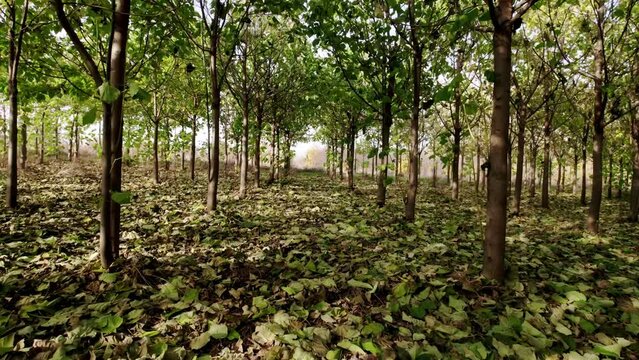 Fly a drone in the forest of Paulownia tree with leaves on the ground in a sunny day