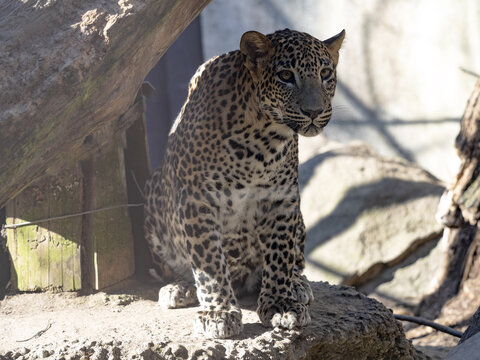 An overgrown young Sri Lanka Leopard, Panthera pardus kotiya, sits on a branch. - Powered by Adobe