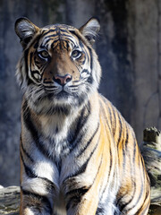 The female Sumatran Tiger, Panthera tigris sumatrae, stands on a trunk and observes the surroundings