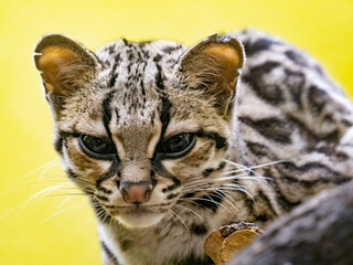 Margay, Leopardus wiedii, lazily observes the surroundings - 495067725