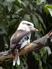 The blue-winged kookaburra, Dacelo leachii, sits on a branch and observes the surroundings