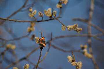 BUTTERFLY - A beautiful colorful insect on a branch