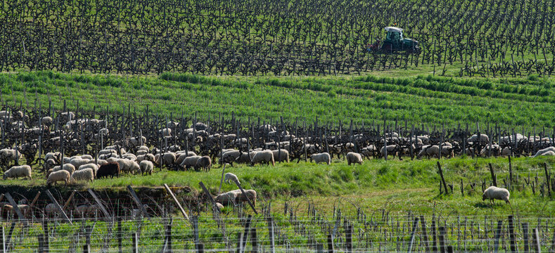 Domestic sheeps grazing with tractors working behind in the Bordeaux vineyards, Sauternes, France, France. High quality 4k footage