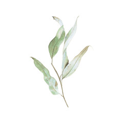 Watercolor eucalyptus branch on a white background - botanical realistic illustration
