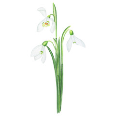 Obraz premium Watercolor snowdrop flowers on a white background - botanical realistic illustration