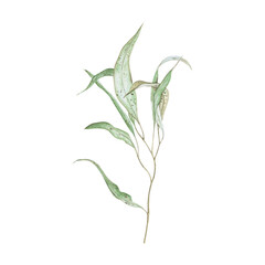 Watercolor eucalyptus branch on a white background - botanical realistic illustration