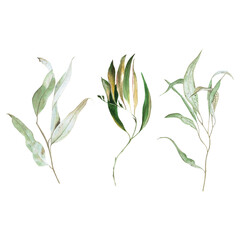 Watercolor eucalyptus branches on a white background - botanical realistic illustration