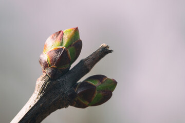 Macrophotography of the green leaf buds of a lilac tree closeup with blurred background. two small tiny buds on twig. Spring green isolated lilac s bud on branch