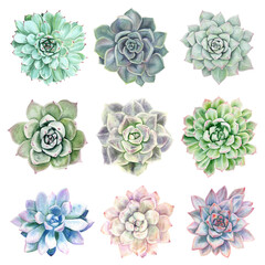 Watercolor succulent set on a white background - botanical realistic illustration